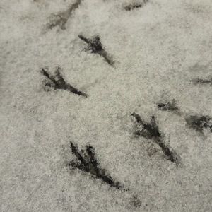 Meet your Posher, Aj